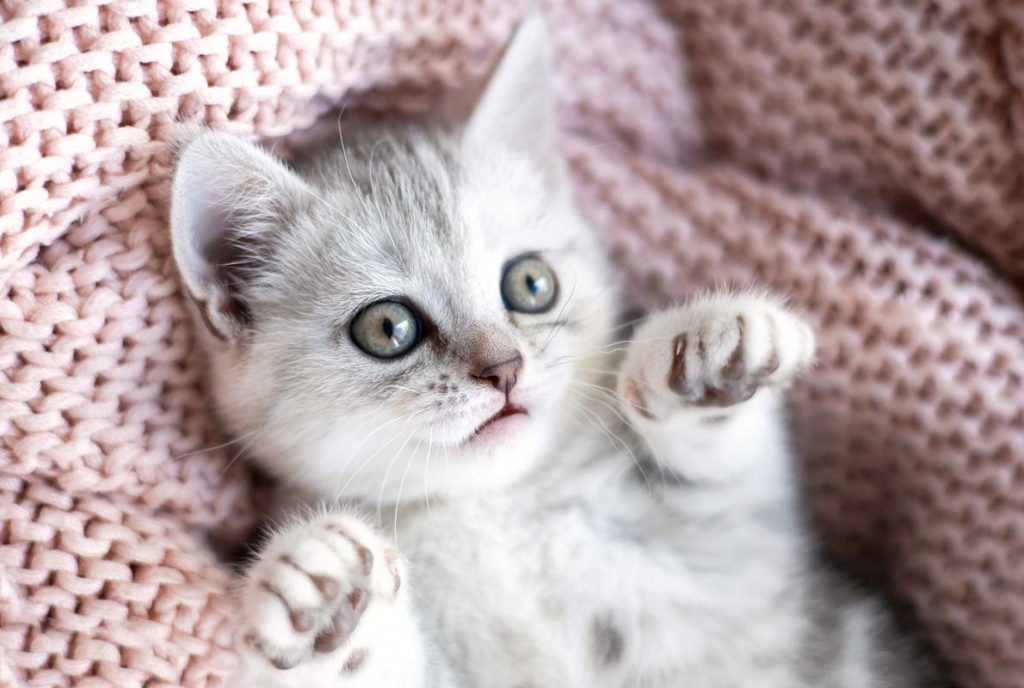 schattig grijs wit kitten