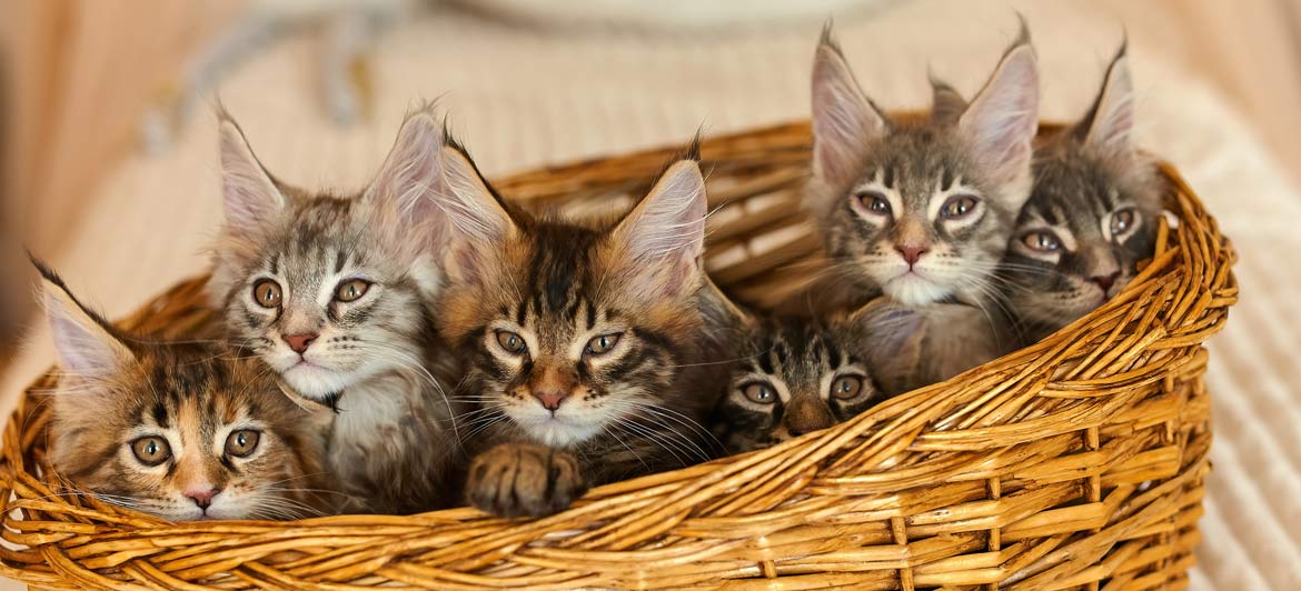 maine coon kittens 2 months old their own basket